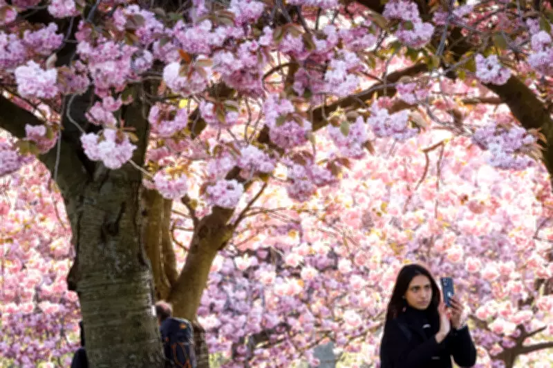 Climate Breakdown Extends Pollen Season in UK and Europe, Study Finds