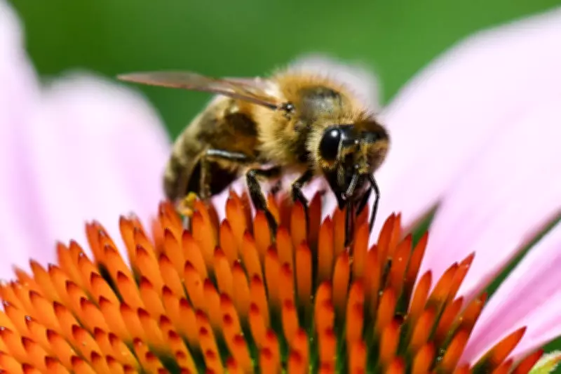Climate Change Extends Europe's Pollen Season by Two Weeks, Fuels Health Crisis