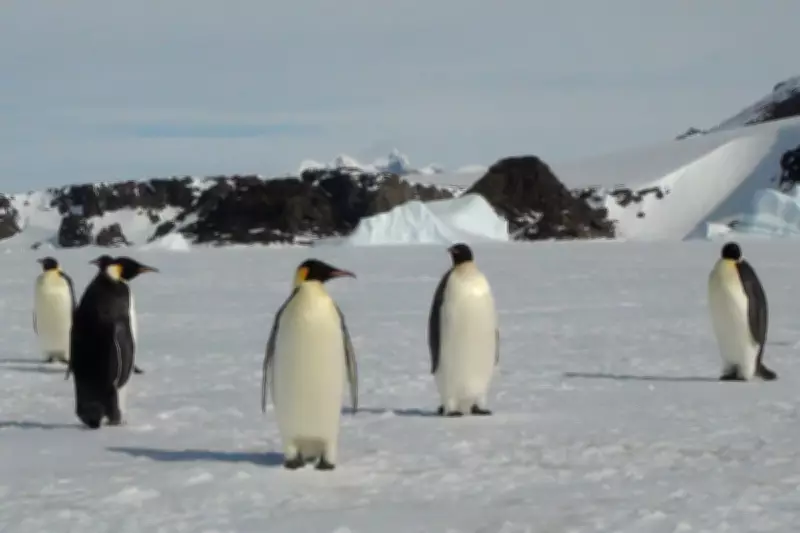 Climate Crisis Threatens Antarctic Species: Emperor Penguins and Fur Seals Face Extinction