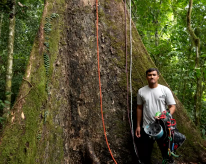 Climbing the World's Tallest Tropical Tree: A Conservationist's Aerial Journey