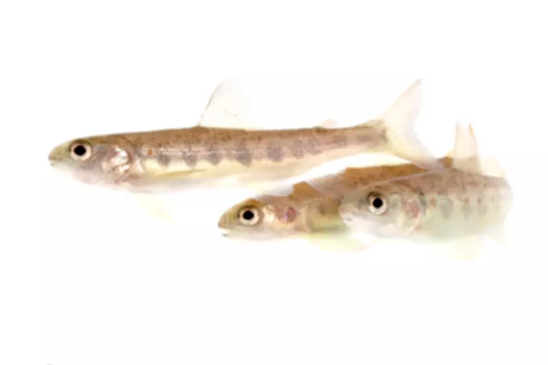 Cocaine Pollution Alters Young Atlantic Salmon Behaviour in Wild Waters