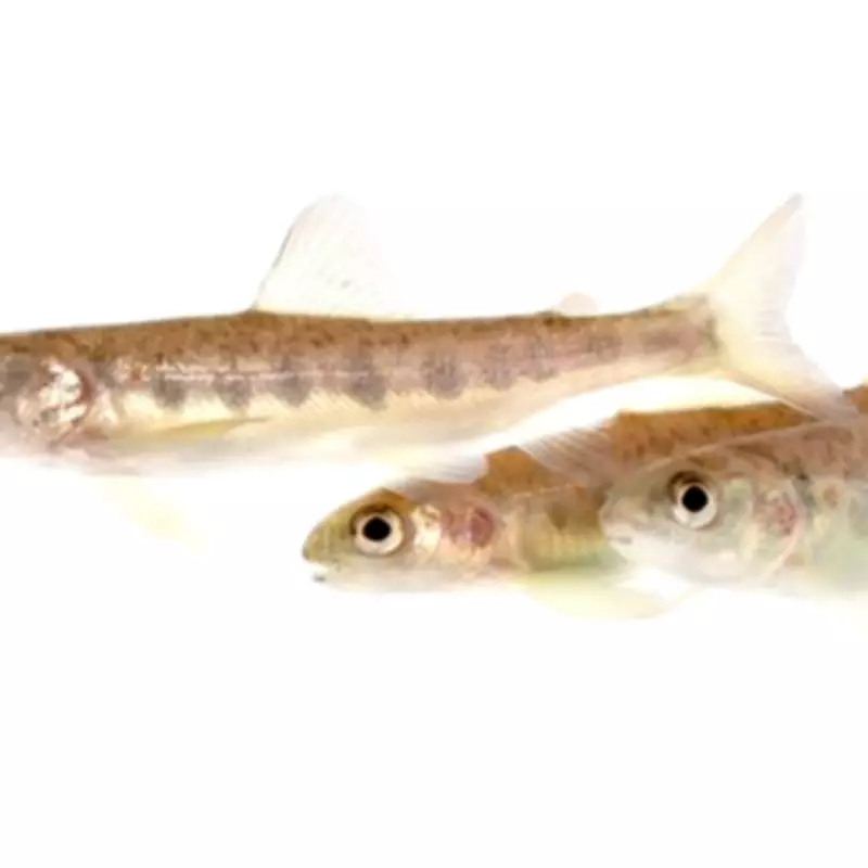 Cocaine Pollution Drives Salmon into Frenzy, Alters Wild Behaviour