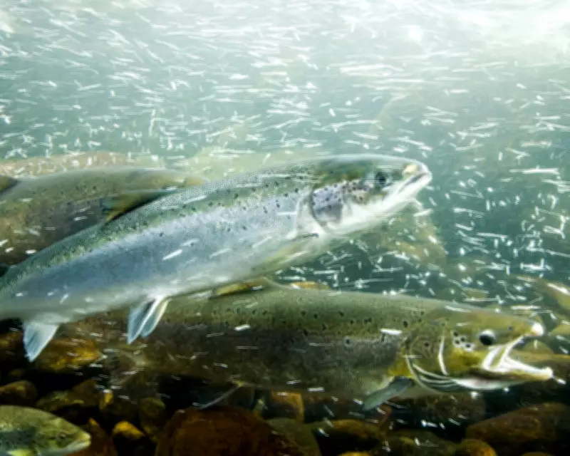 Cocaine Pollution in Rivers Alters Salmon Behaviour, Swedish Study Reveals