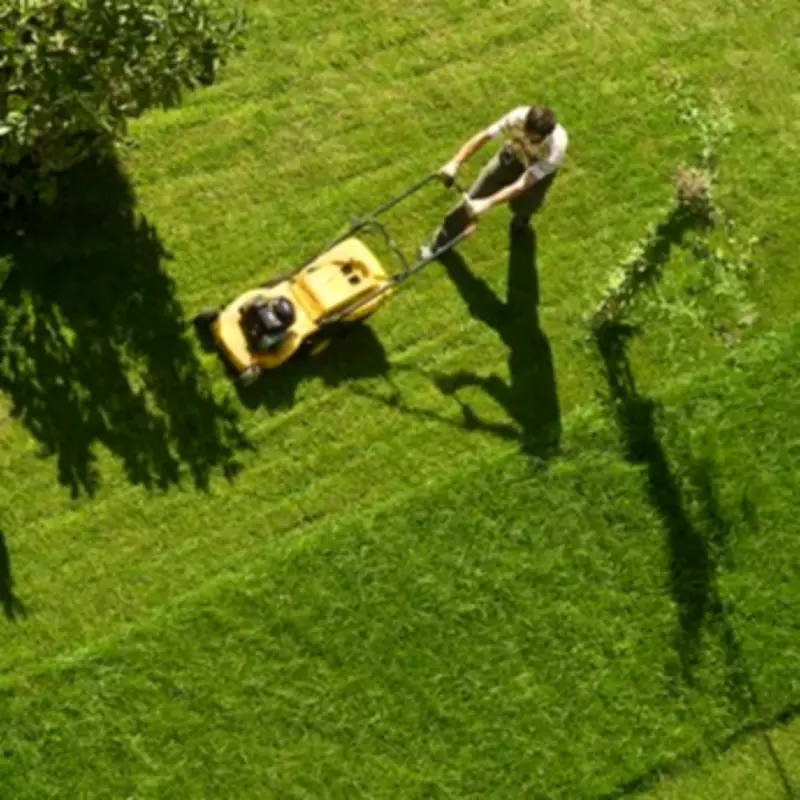 Coffee Grounds: The Kitchen Scrap Secret to a Lush, Green Lawn