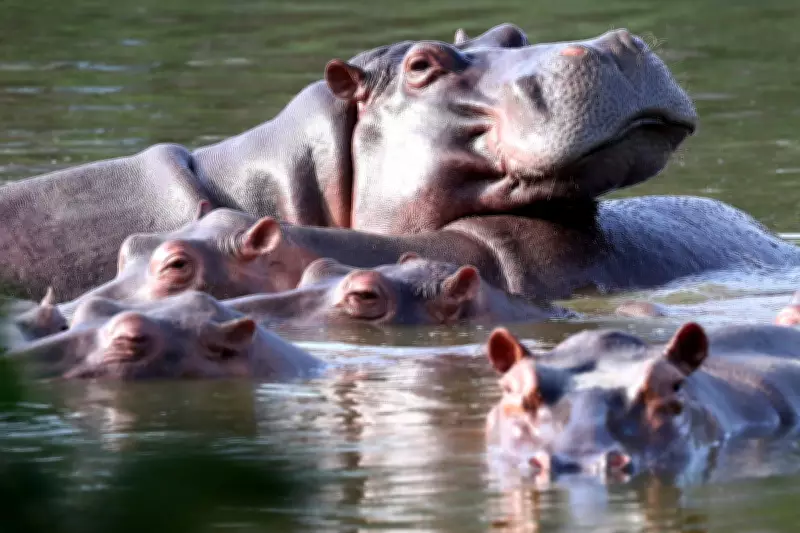 Colombia Authorises Cull of Pablo Escobar's 'Cocaine Hippos' to Control Population