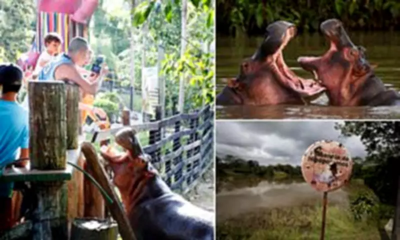 Colombia Authorises Hippo Cull to Control Escobar's Legacy Population