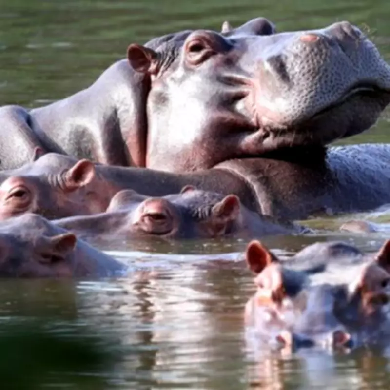 Colombia to Cull 80 Hippos from Pablo Escobar's Invasive Herd