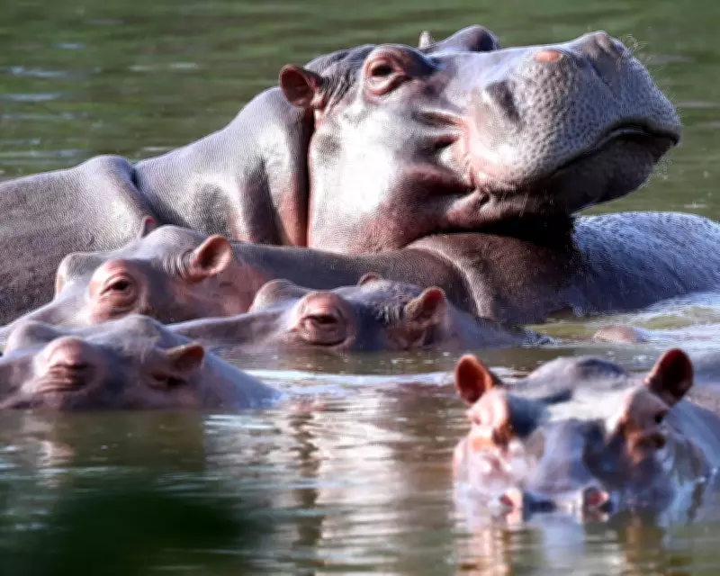 Colombia to Cull Up to 80 Hippos Descended from Pablo Escobar's Zoo
