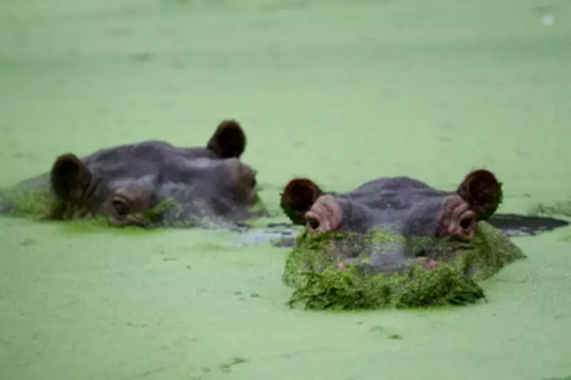 Colombia's Escobar Hippos: A Growing Problem Captured in Photos