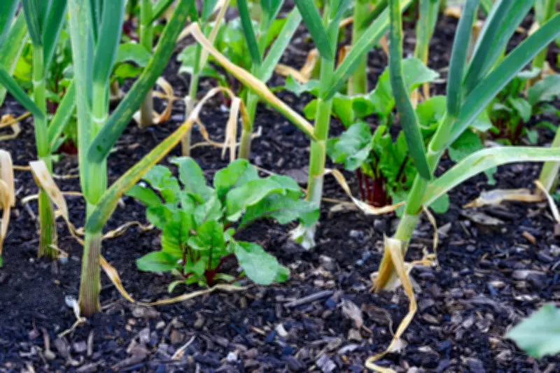 Companion Planting Guide: Boost Your Vegetable Harvest with Strategic Pairings