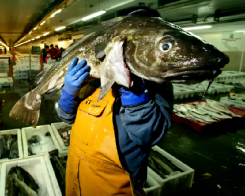 Consumers Urged to 'Completely Avoid' UK-Caught Cod Amid Population Plunge