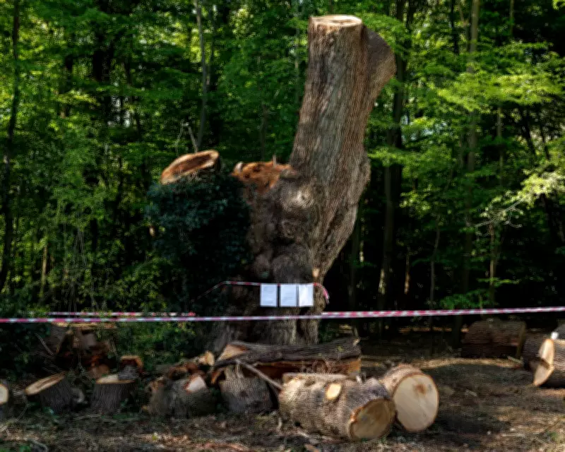 Contractor Behind Ancient London Oak Felling Identified as Ground Control