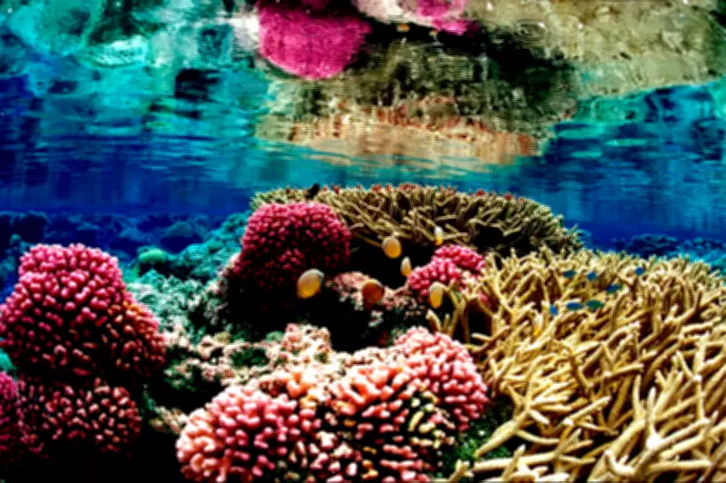 Coral Reefs Face Extinction: 2026 Must Be a Turning Point for Survival
