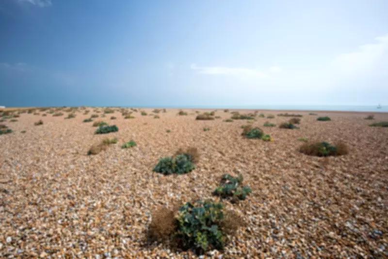 Country Diary 1976: Dungeness, a Desert of Diversity in Kent's Shingle Shore
