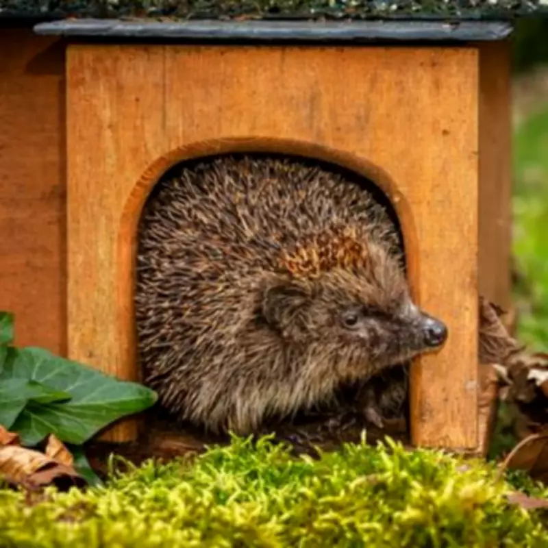 Create a Hedgehog Haven in Your Garden This Spring with Simple Steps