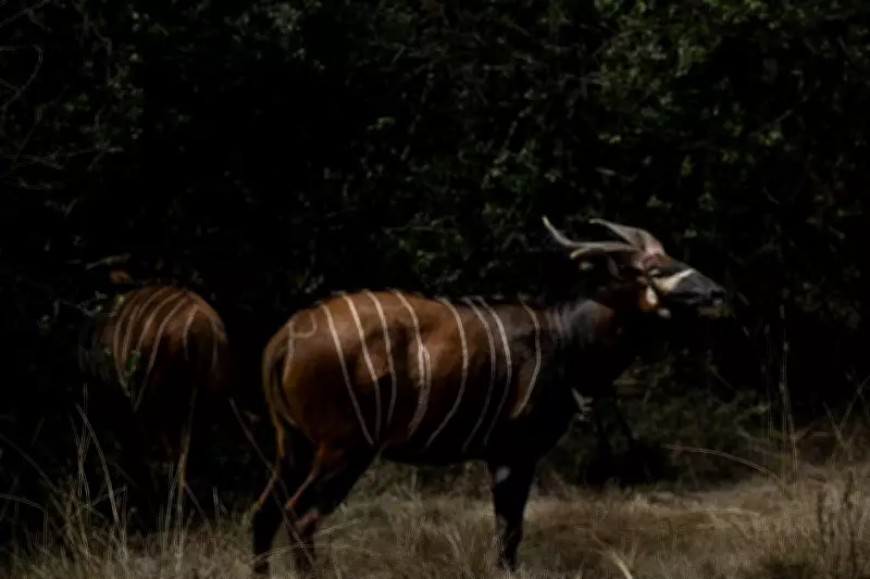 Critically Endangered Mountain Bongos Return to Kenya from Czech Zoo