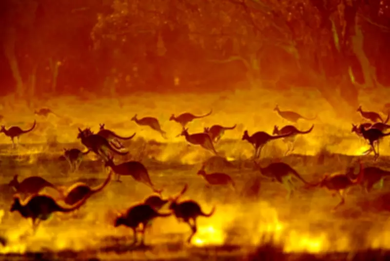 Daylight Saving Time Shift Poses Risks to Wildlife and Pets in Australia