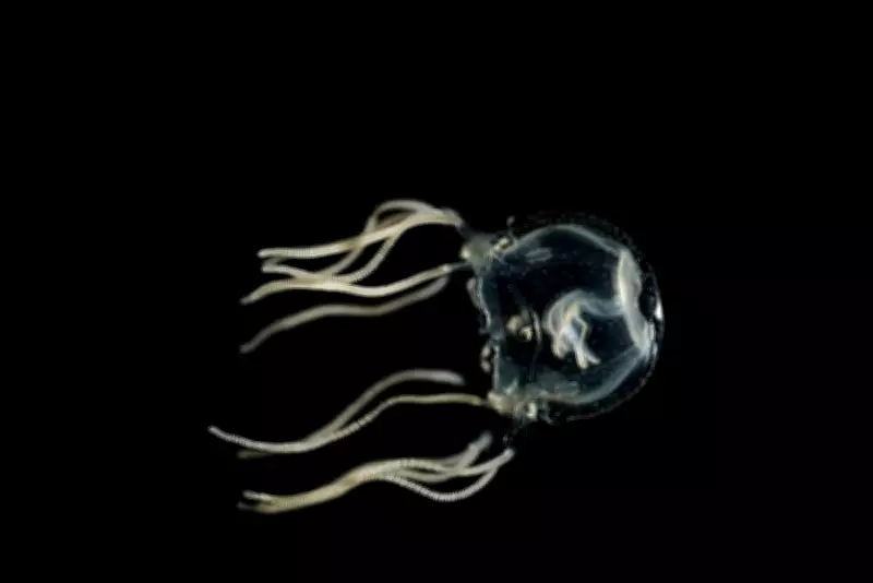 Deadly New Box Jellyfish Species Discovered Off Western Australia Coast