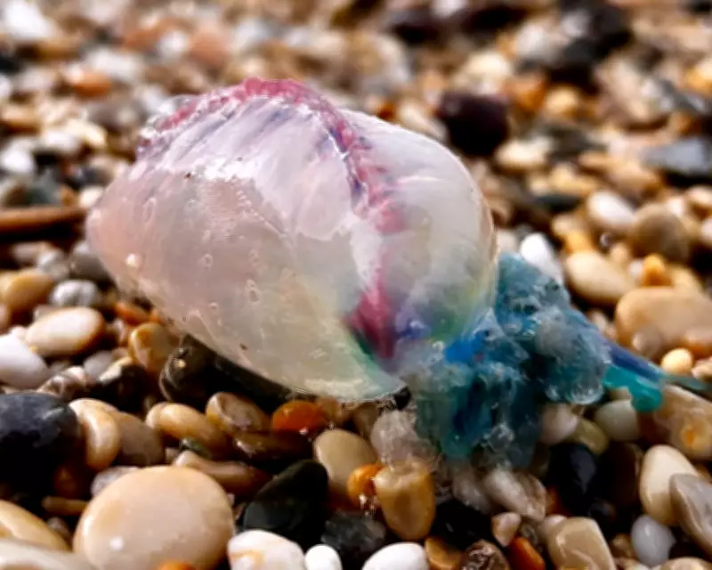 Deadly Portuguese Man-of-War Washes Ashore in Cornwall, Highlighting Climate Impact