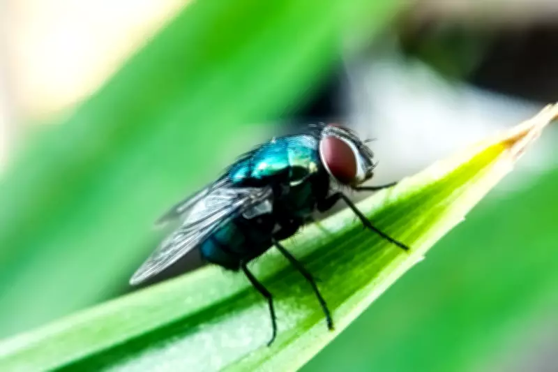 Deadly Screwworm Threatens Texas Border, Officials Urge Immediate Action