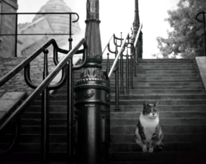 Deborah Levy's 'My Year in Paris With Gertrude Stein' Review: A Witty Fiction