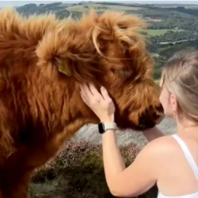 Derbyshire Farmer Considers Breeding 'Uglier Cows' to Deter TikTokers