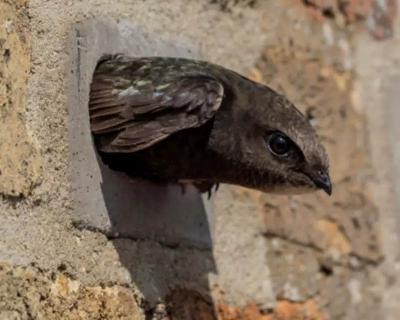 Derbyshire Swift Nest Blockade Sparks Outrage Amid Population Plunge