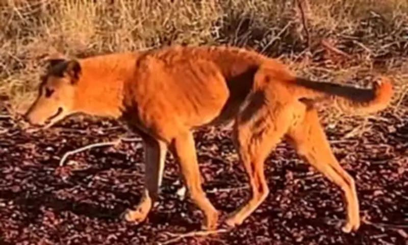 Dingo Attacks Hospitalise Four-Year-Old and Others in WA Campground