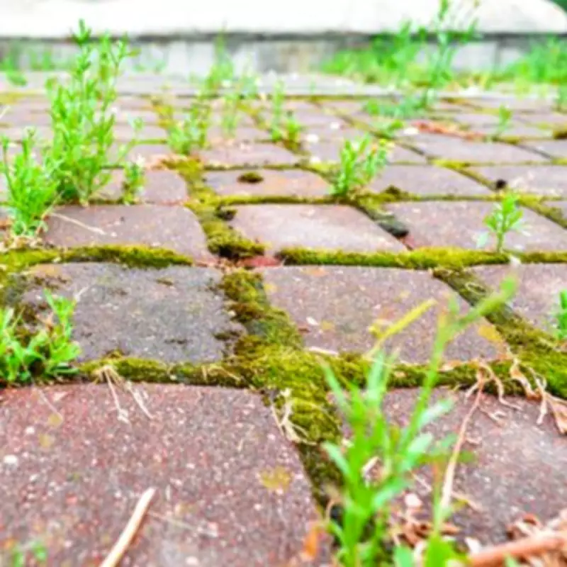 Ditch Pressure Washers: Kitchen Soap Eliminates Patio Moss Permanently