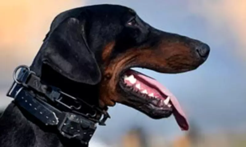 Dog Attacks Linked to Owner and Environment, Not Breed, Study Finds