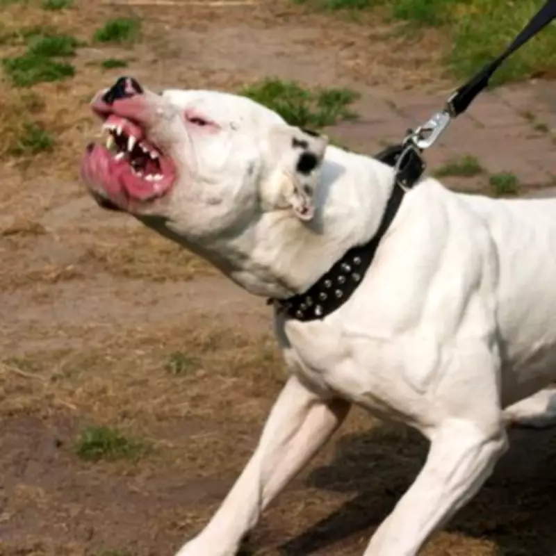 Dog attacks nearly double since pandemic as society 'disintegrates'