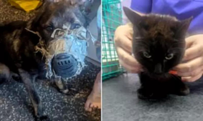Dog Dies After Muzzle Permanently Taped to Face, Owner Banned from Pets