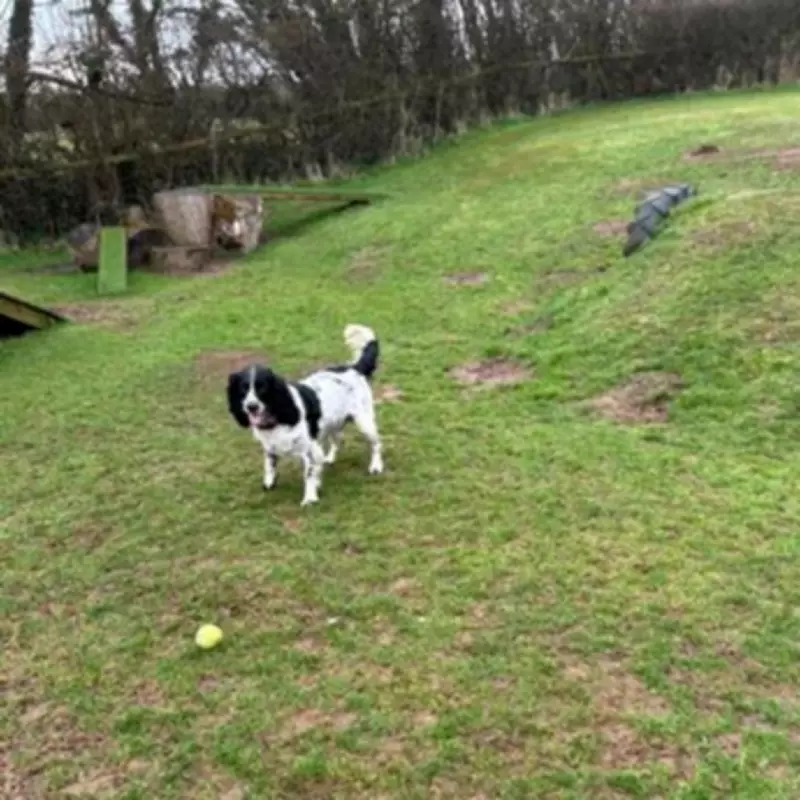 Dog Dies After Suspected Adder Bite Near Welsh Beach, Owner Issues Warning