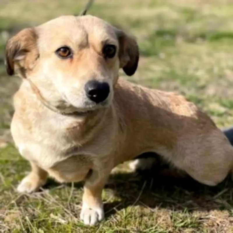 Dog Found Locked in Boiler Room Needs a Loving Home in the UK