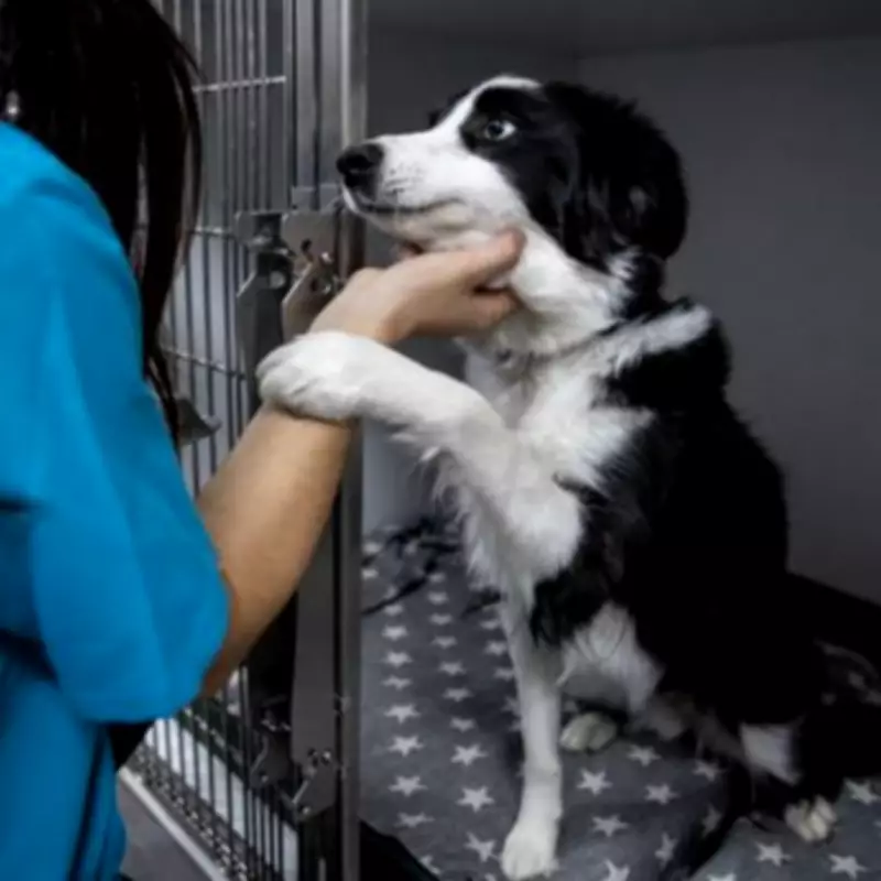 Dog Groomer Reveals Key Sign Pets Are Truly Loved by Owners