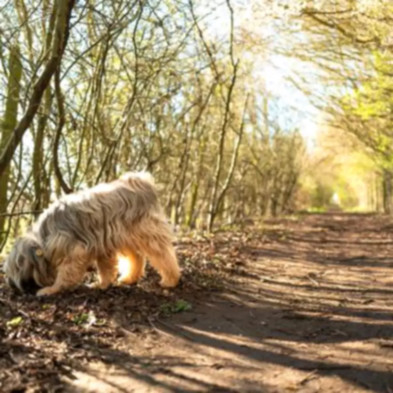 Dog Law Extended to Roads and Paths, Owners Face Unlimited Fines