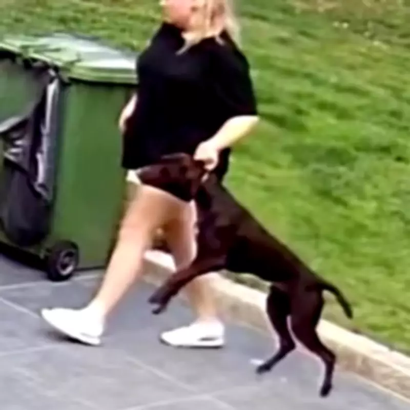 Dog Owners Use CCTV to Expose Sitter's Pet Abuse on Holiday