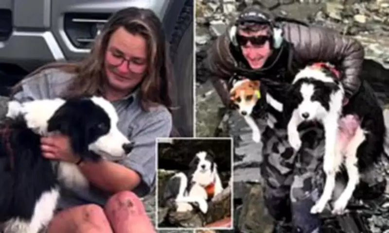 Dog Survives 55-Meter Waterfall Plunge, Reunited with Owner After Daring Rescue