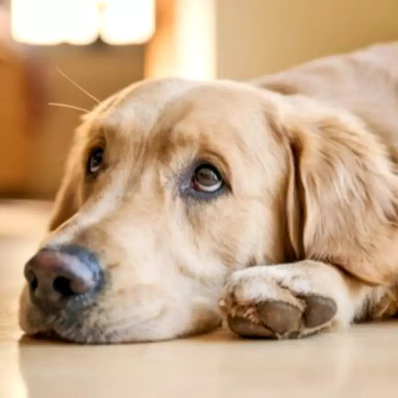 Dog Trainer Reveals 4 Key Signs Your Pet May Be Unhappy or Stressed