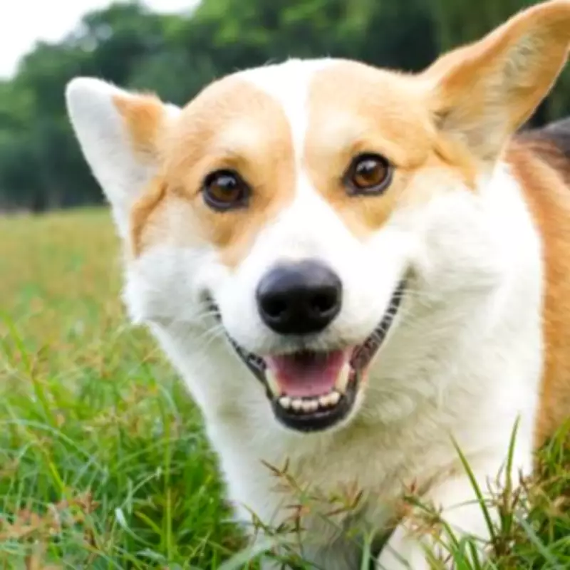 Dog's Adorable Reaction to Hearing His Favourite Word Goes Viral