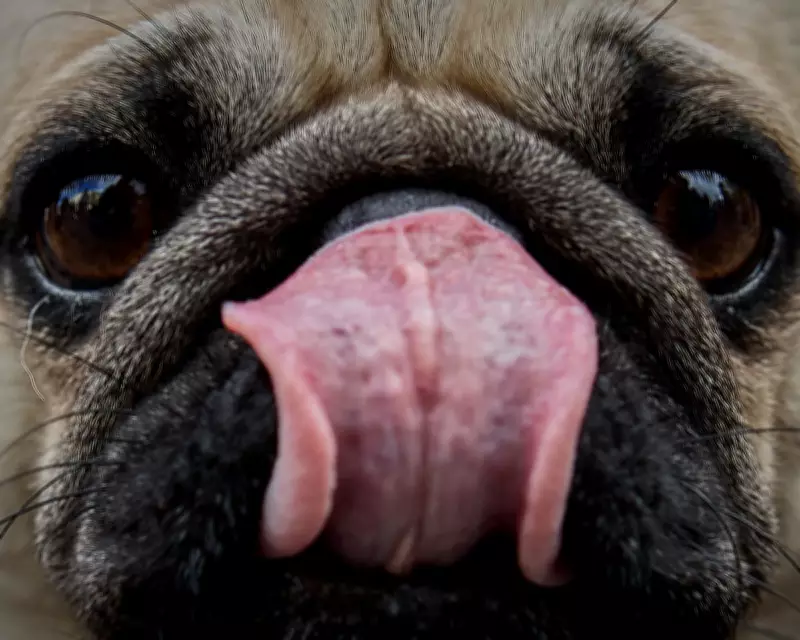Dogs' Brains Began Shrinking at Least 5,000 Years Ago, Study Finds