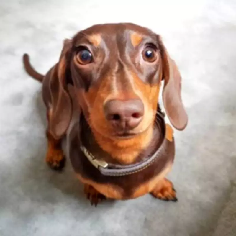 Dog's Heartwarming Reaction to George Michael's Careless Whisper Goes Viral