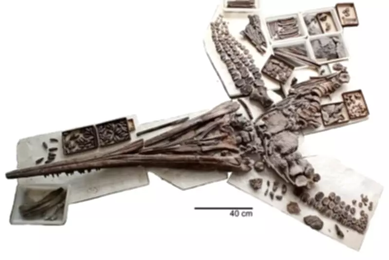 Dolphin-Like Sea Monster Fossils Found in Germany