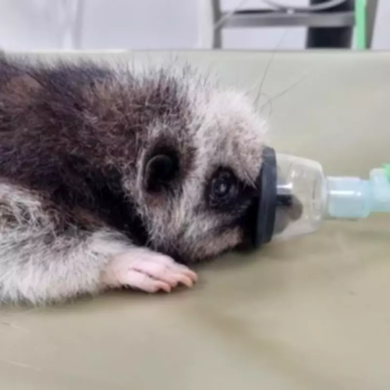 Doncaster Super Vet's Global Mission: Saving Endangered Animals with Free Scans