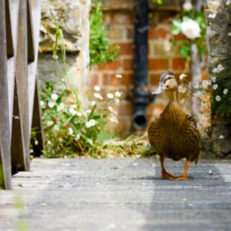 Doris the Duck Stars in Attenborough's Secret Garden Series