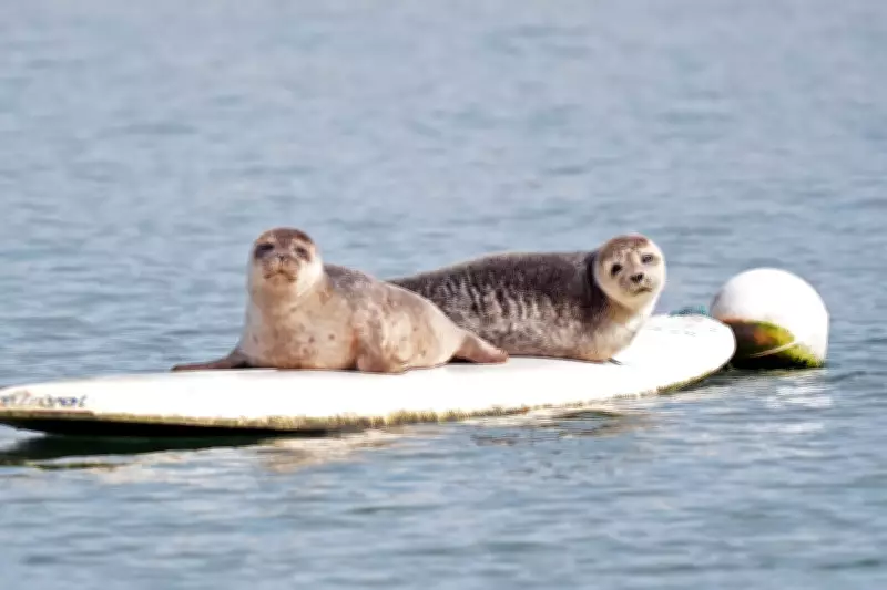 Dungarvan's Surfing Seals Could Get Permanent Statue as Town Icon