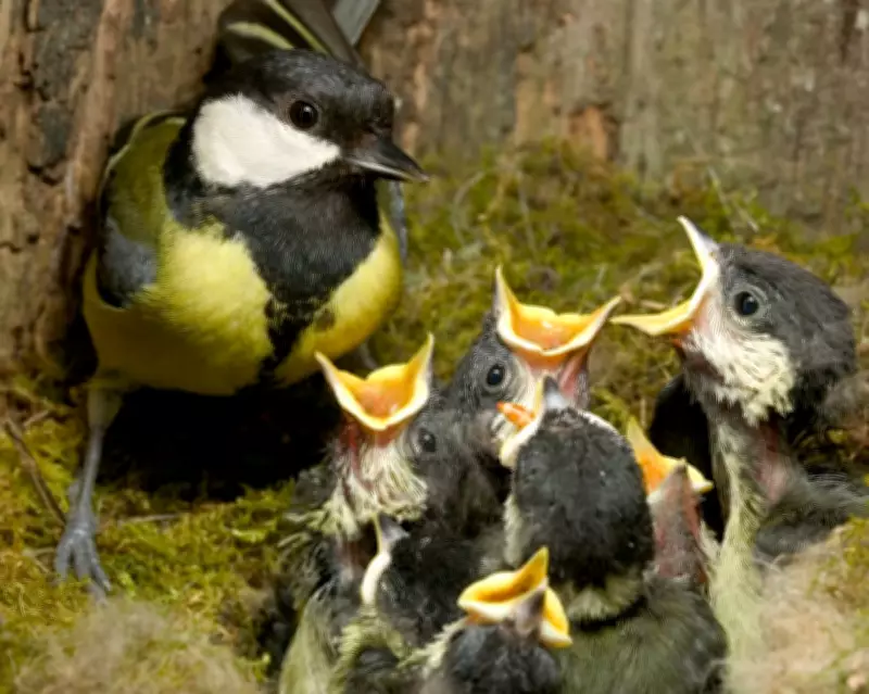 Earliest Spring on Record in UK: Birds, Butterflies, and Flowers Bloom Early