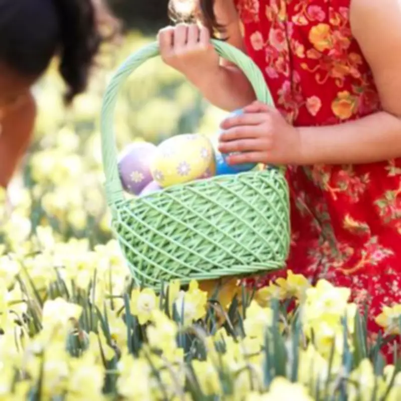 Easter Egg Hunt Tragedy in Germany as Falling Tree Kills Three Including Infant