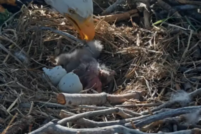 Easter Miracle: Big Bear Bald Eagles Jackie and Shadow Welcome Two Eaglets