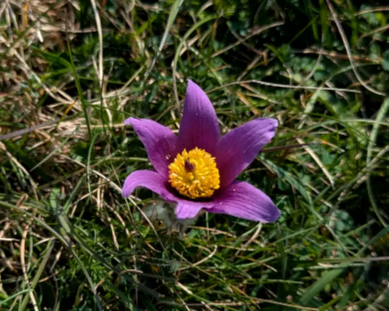 Easter Miracle: Rare Pasqueflower Blooms in Tens of Thousands on Hertfordshire Heath